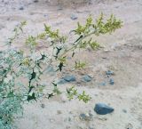 Atriplex aucheri