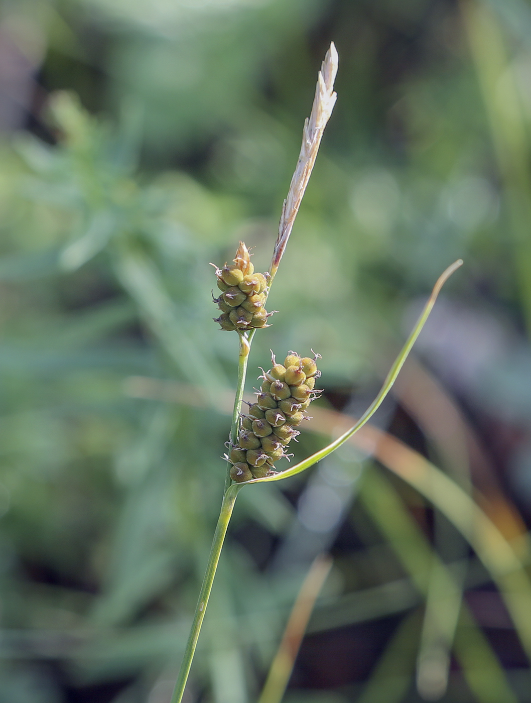Image of Carex tomentosa individual.