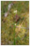 Rhynchospora alba