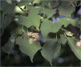 Tilia cordata