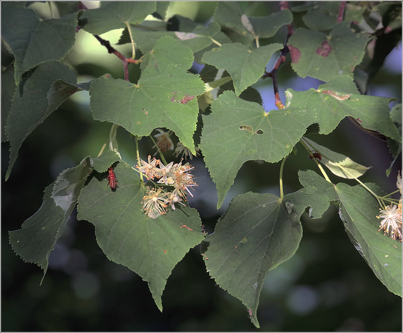 Image of Tilia cordata specimen.