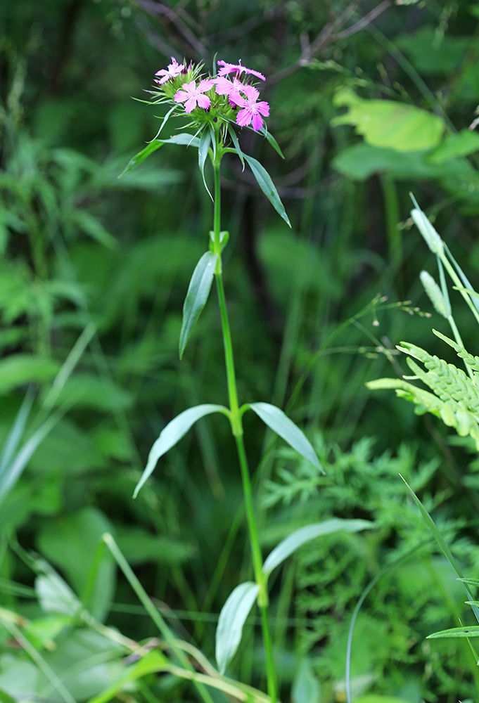 Изображение особи Dianthus barbatus.