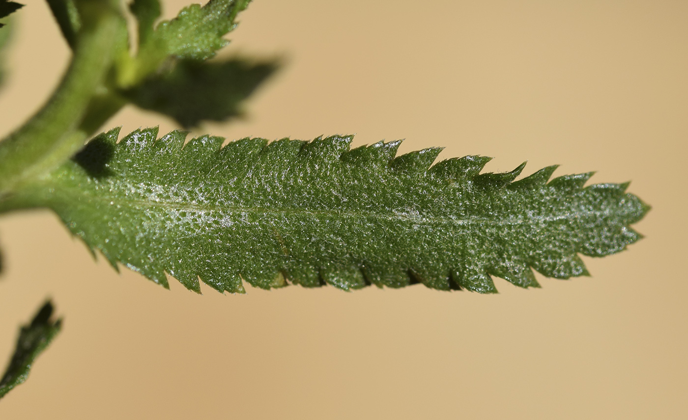 Изображение особи Achillea pyrenaica.