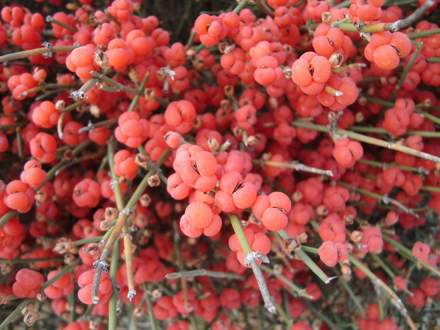 Image of Ephedra distachya specimen.