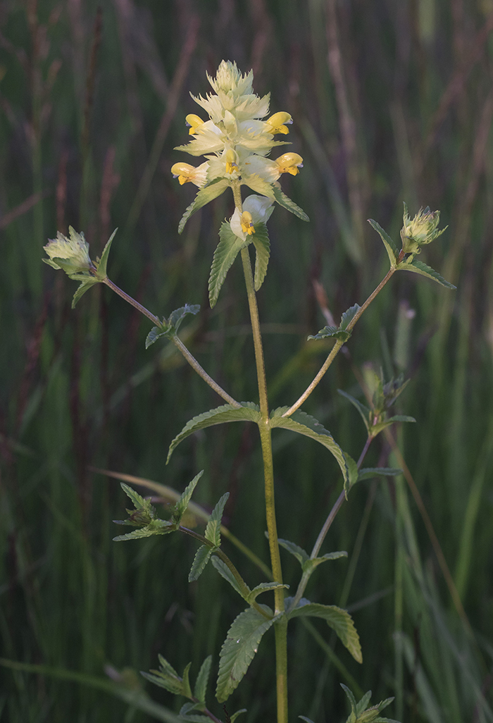 Image of Rhinanthus minor specimen.