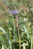 Saussurea alpina. Верхушка цветущего растения. Мурманская обл., п-в Рыбачий, побережье Большой Волоковой губы севернее м. Коровий, разнотравный приморский луг. 29.08.2020.