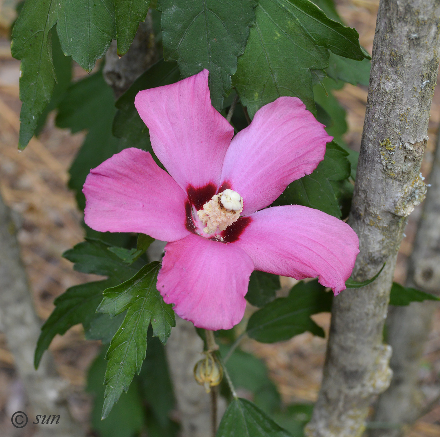 Image of Hibiscus syriacus specimen.