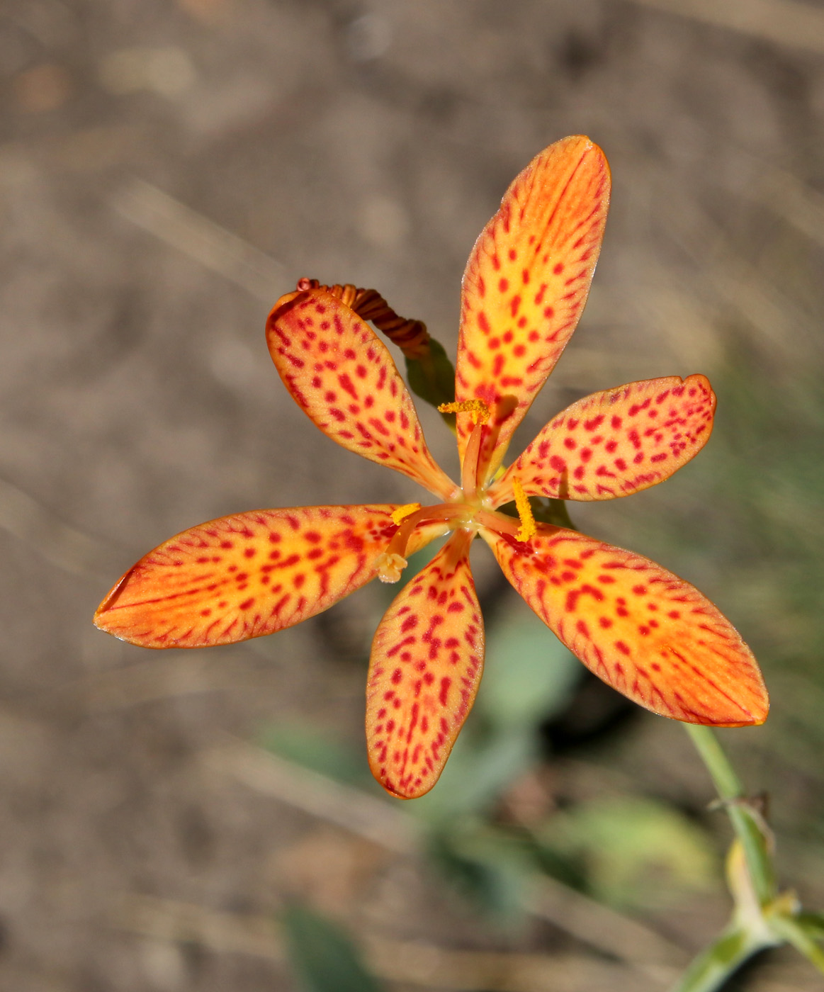 Изображение особи Belamcanda chinensis.