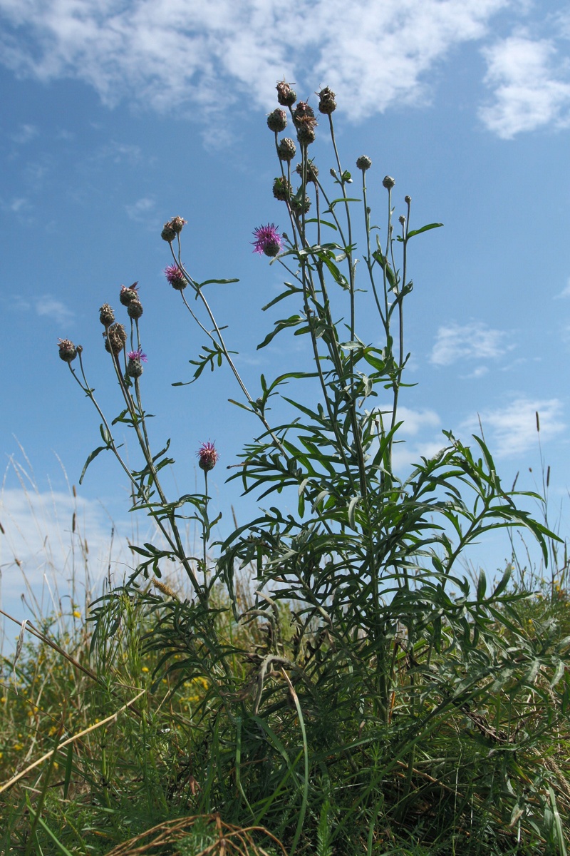 Image of Centaurea scabiosa specimen.