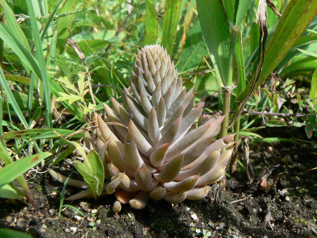 Изображение особи Orostachys erubescens.