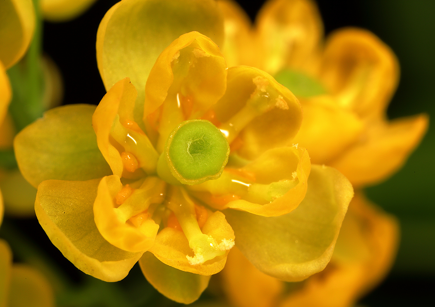 Image of Berberis koreana specimen.