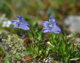 Campanula biebersteiniana