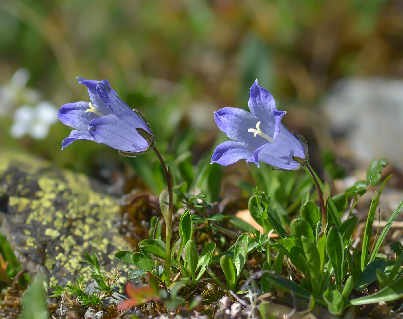 Изображение особи Campanula biebersteiniana.