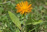 Inula grandiflora. Цветущее растение. Республика Северная Осетия-Алания, Ирафский р-н, Большой Кавказ, левый берег р. Даргонком, ≈ 2220 м н.у.м., субальпийский луг. 05.07.2021.