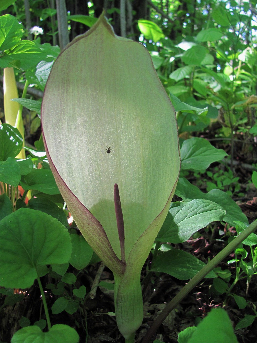 Изображение особи Arum amoenum.