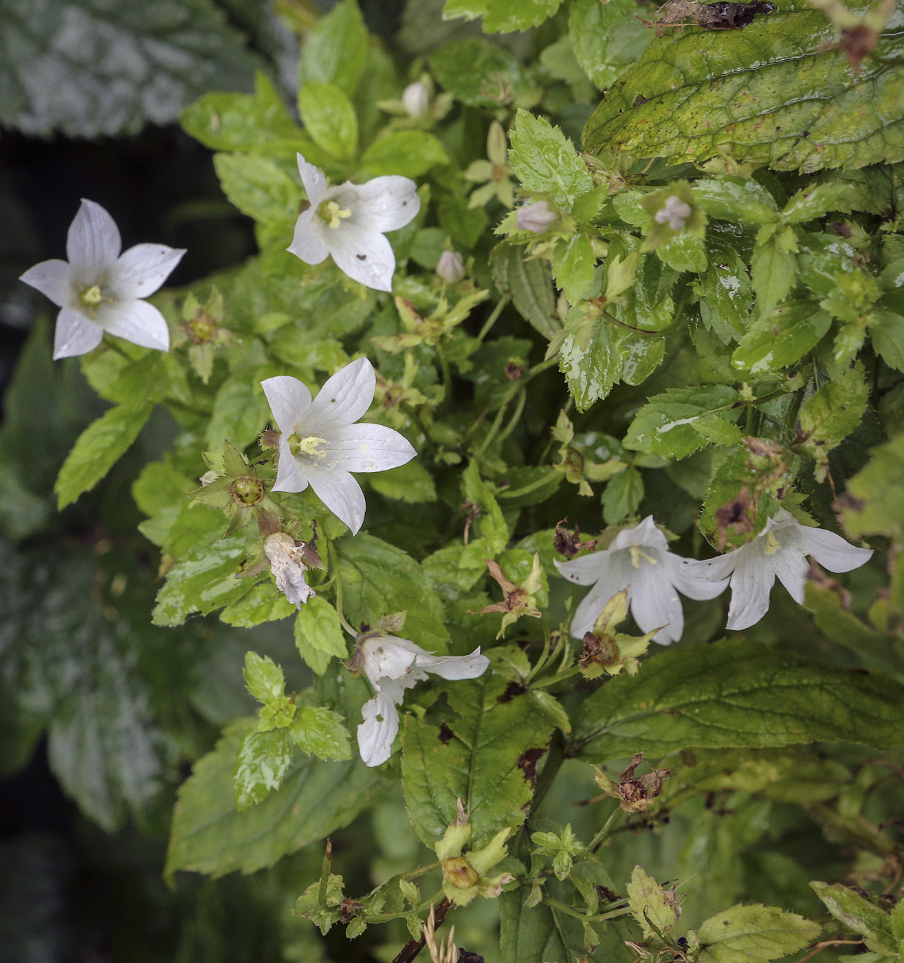 Image of Gadellia lactiflora specimen.