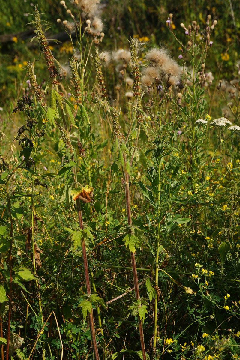Image of Leonurus quinquelobatus specimen.