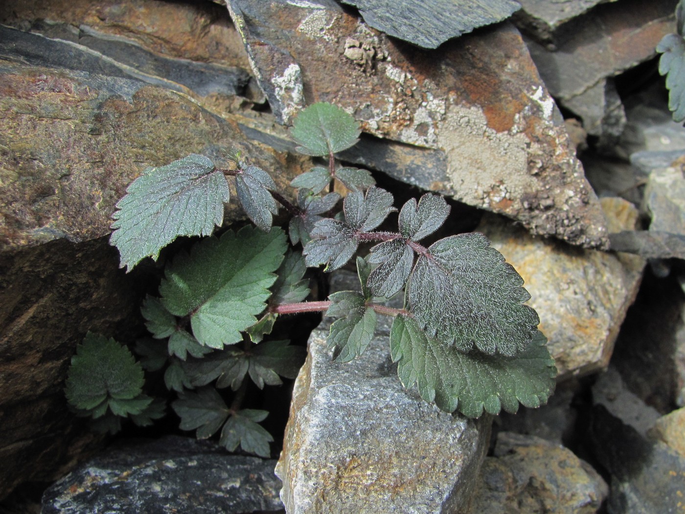 Image of Symphyoloma graveolens specimen.