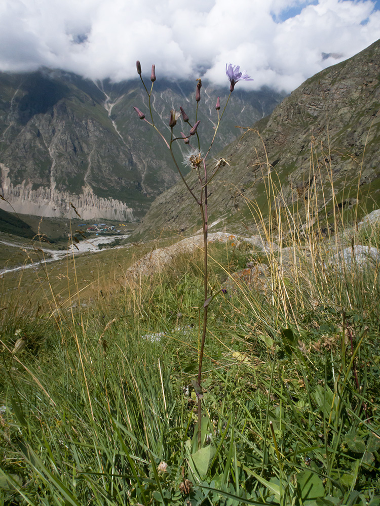 Image of Cicerbita racemosa specimen.