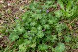 Geranium molle