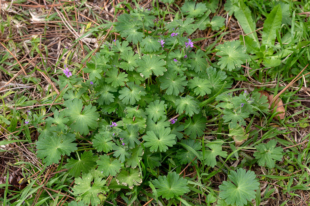 Изображение особи Geranium molle.