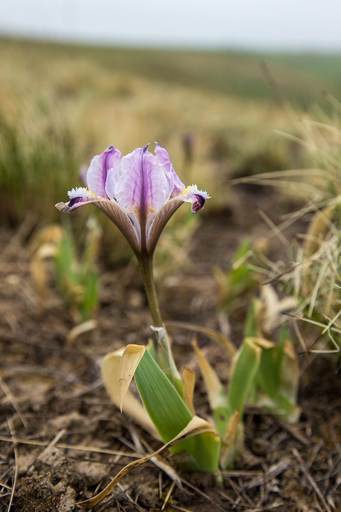 Image of Iris pumila specimen.