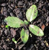 Cirsium setosum