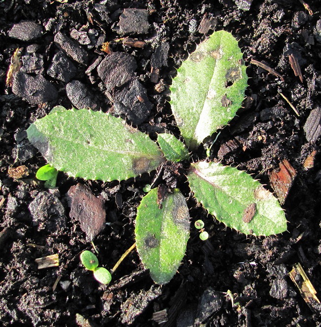 Изображение особи Cirsium setosum.