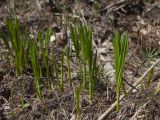 Allium victorialis