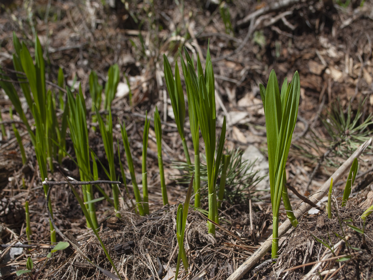 Image of Allium victorialis specimen.