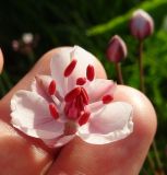 Butomus umbellatus. Цветок. Московская обл., ГО Подольск, мкр-н Климовск, слив из плотины пруда на р. Петрица. 30.06.2022.
