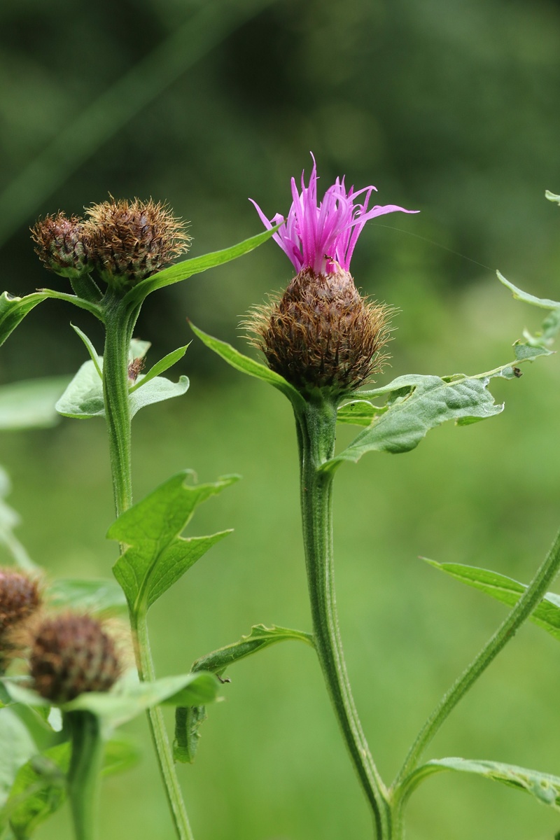 Изображение особи Centaurea phrygia.