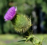 Cirsium vulgare. Обёртка соцветия. Тульская обл., Плавский р-н, окр. пос. Молочные Дворы, луг. 31.07.2022.