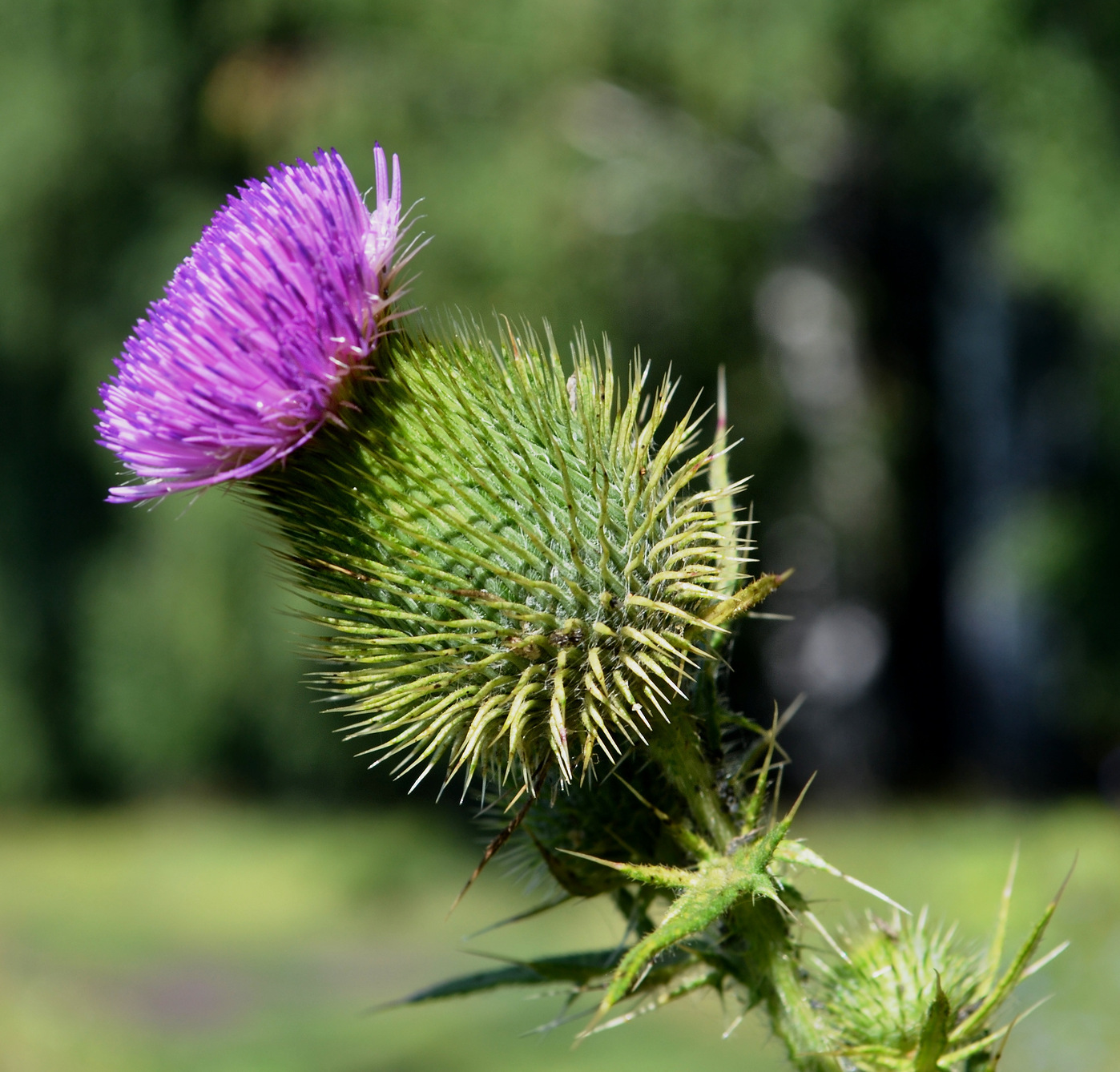 Изображение особи Cirsium vulgare.