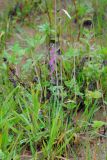 Spiranthes australis