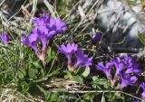 Primula integrifolia