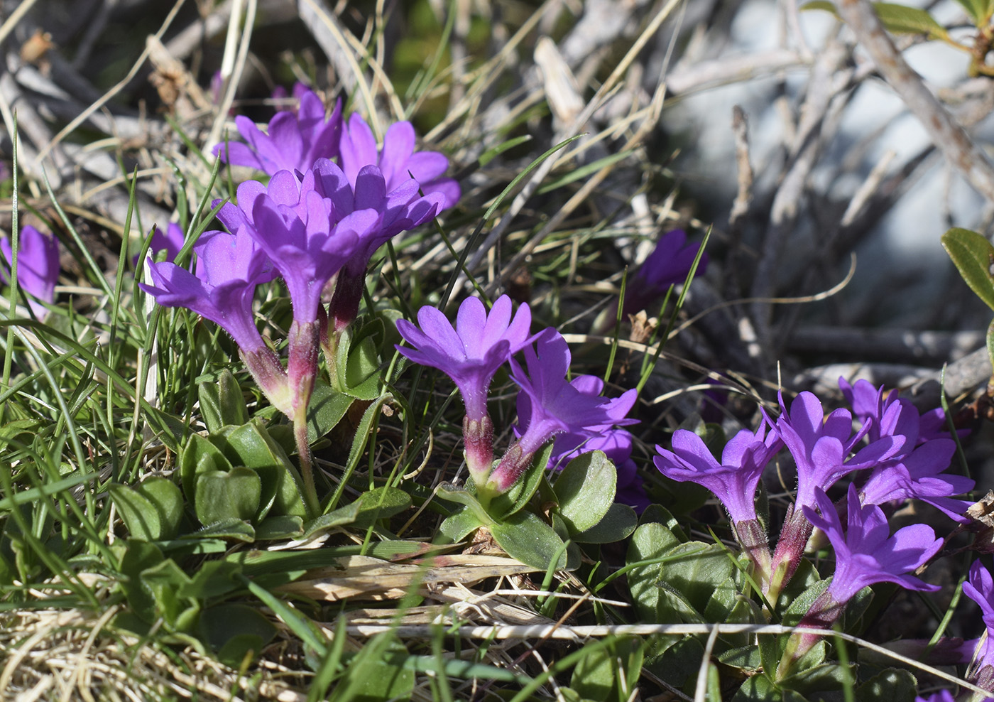 Изображение особи Primula integrifolia.