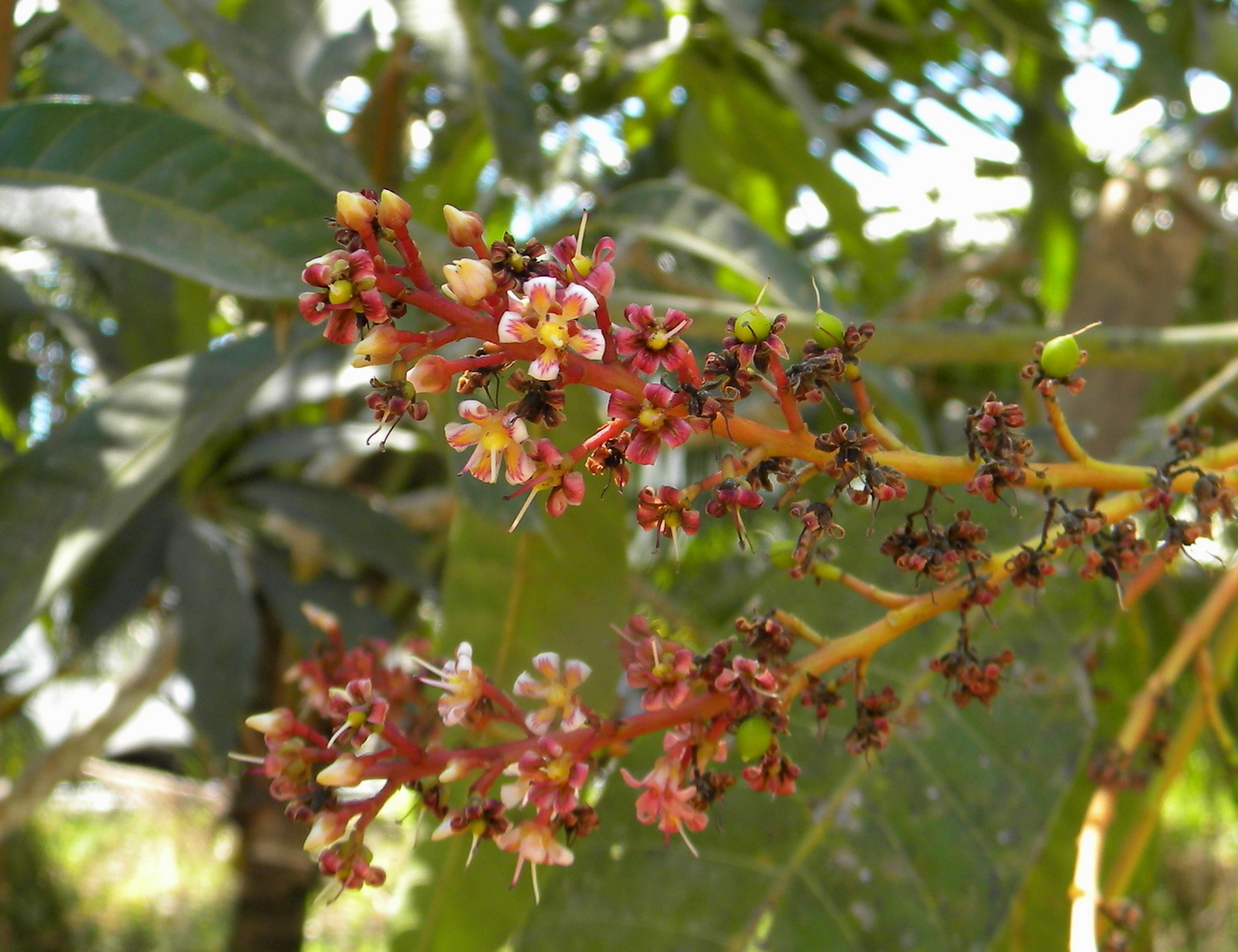 Image of Mangifera indica  specimen.