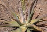 Agave vilmoriniana. Прикорневые листья. Израиль, Шарон, г. Тель-Авив, ботанический сад \"Сад кактусов\". 09.05.2022.