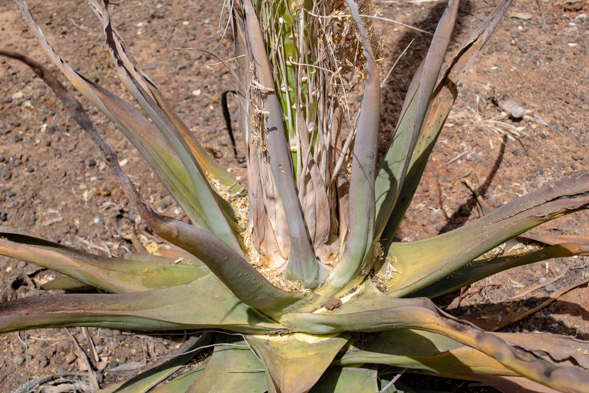 Изображение особи Agave vilmoriniana.