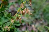 Aconogonon songaricum