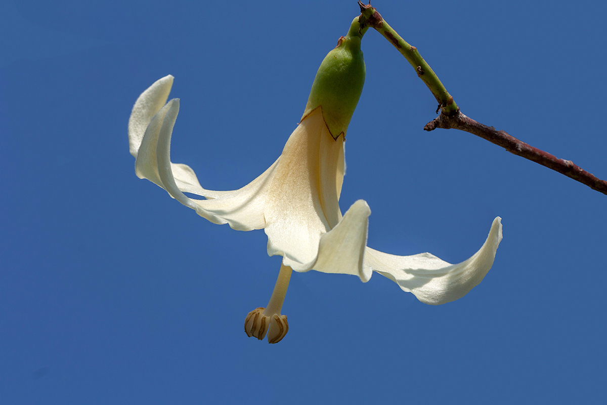 Image of Ceiba insignis specimen.