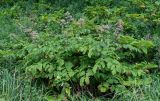 Aralia cordata