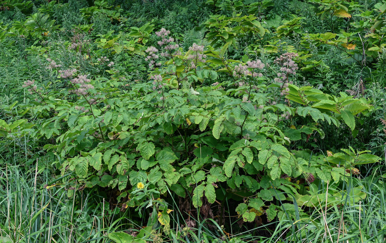 Изображение особи Aralia cordata.