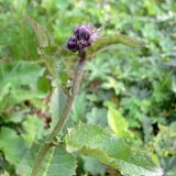 Crepis sibirica