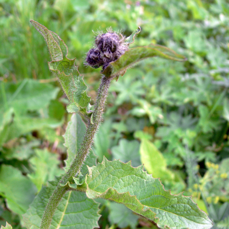 Изображение особи Crepis sibirica.