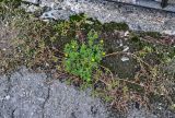 Potentilla supina. Цветущее растение среди мха. Северная Осетия, Владикавказ, у стены дома. 23.07.2022.