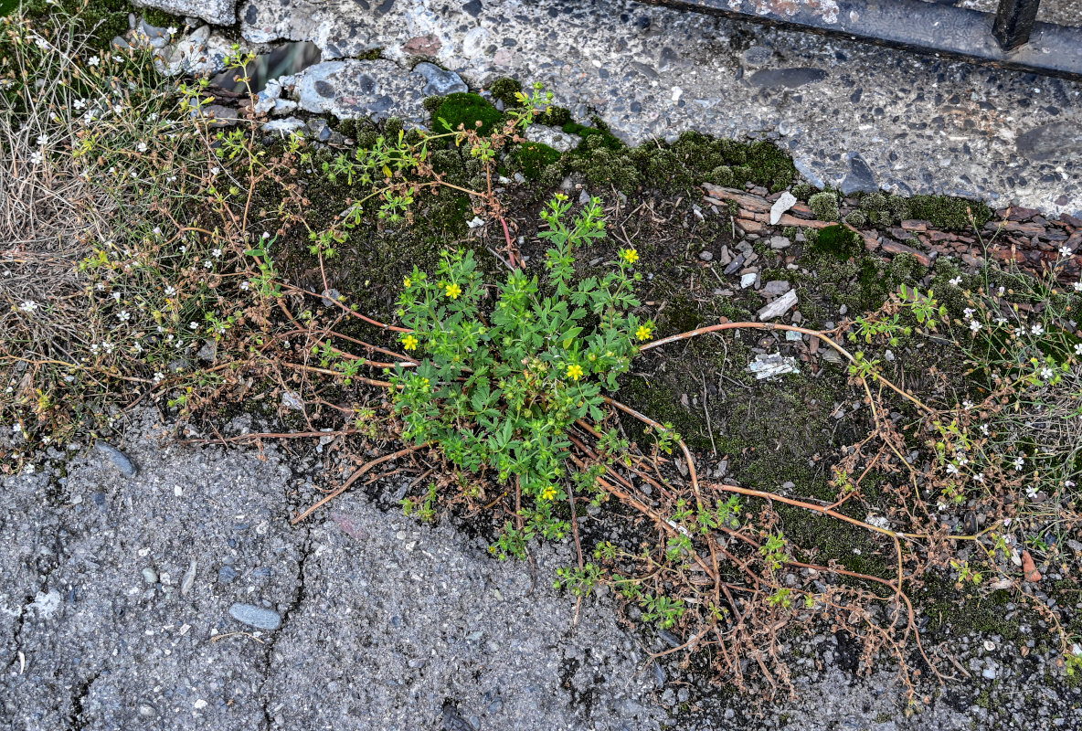 Image of Potentilla supina specimen.