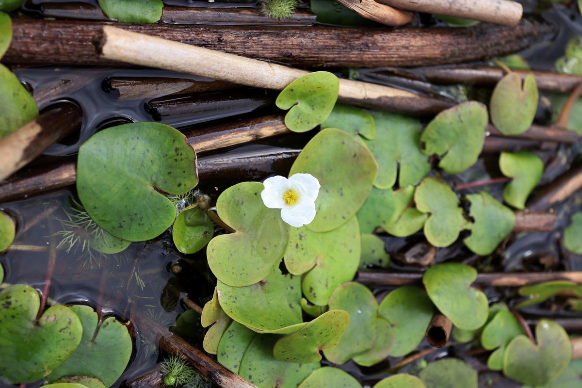 Image of Hydrocharis morsus-ranae specimen.