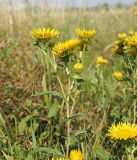 Inula britannica. Верхняя часть цветущего растения. Ульяновская обл., Мелекесский р-н, окр. пос. Моисеевка, долина р. Мал. Авраль, надпойменная терраса, засорённая пашня на границе с лугом. 23.07.2022.